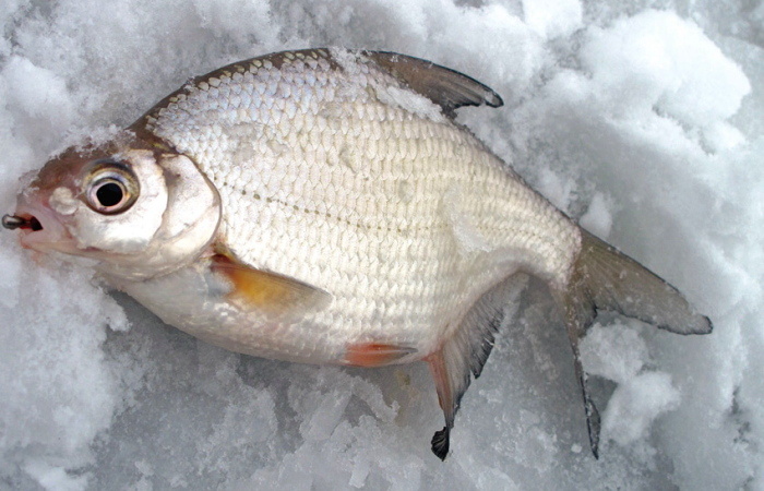 Густера подо льдом: секреты успешной ловли в зимний сезон