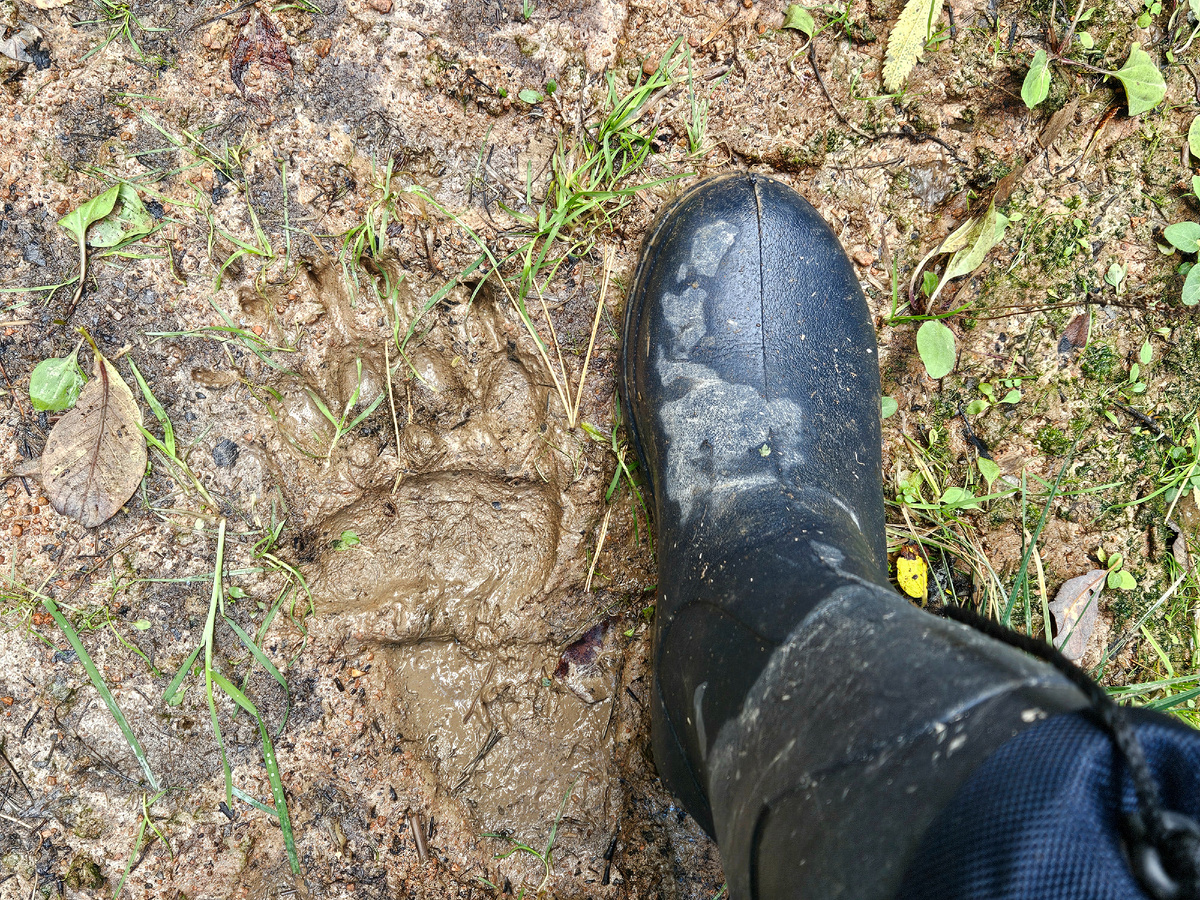 Медвежий след.