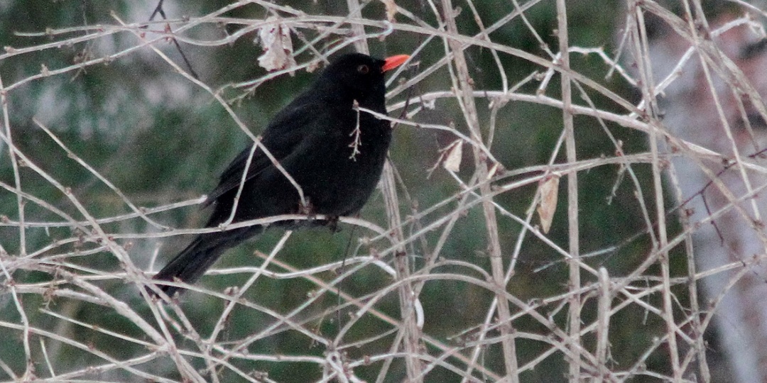 Заметки орнитолога. Январь 2026 года