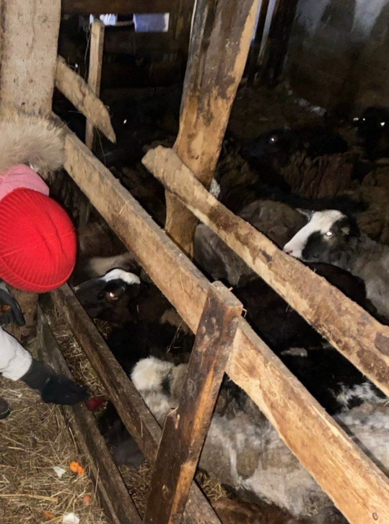    Теленок родился на ферме в Заозерье, где мучили животныхИнна Болучевская/ ВК
