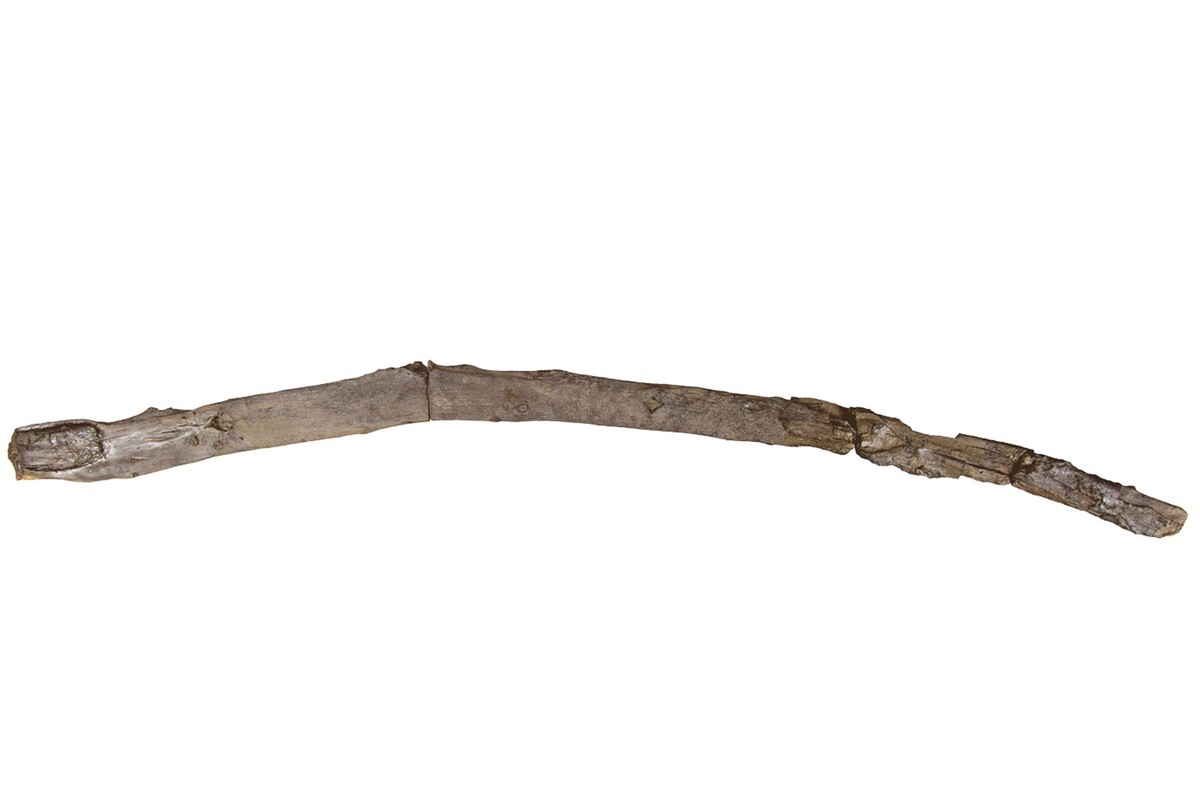  Палка-копалка возрастом 430 тыс. лет, найденная во время раскопок в Греции. © sciencenews.org