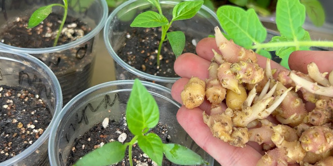 Рассада прёт на глазах! Мощный стимулятор роста из картофельных ростков (бесплатно и надёжно)