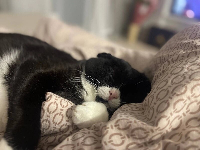    кот, переживший ад: как восемь лет скитаний привели его в любящую семью на Сахалине Фото: Sakh.online