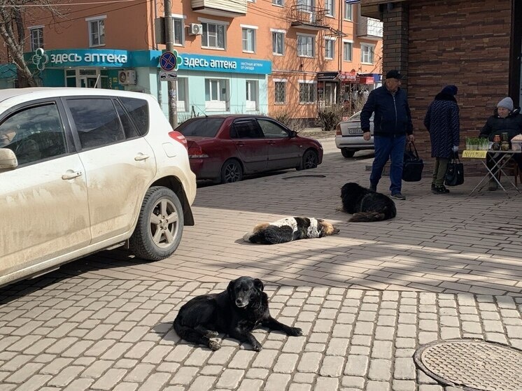     Фото: "МК в Туле"