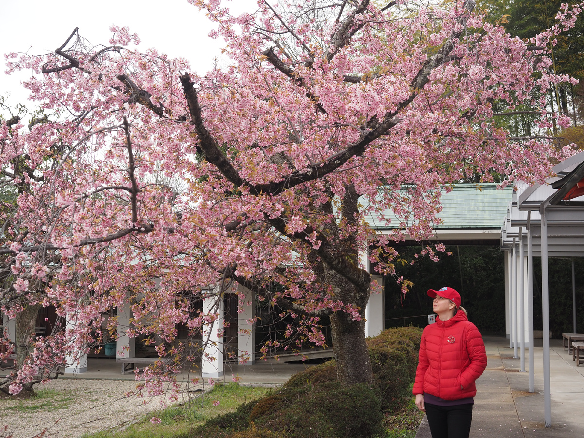 Цветение сакуры в Рёдзэн Каннон