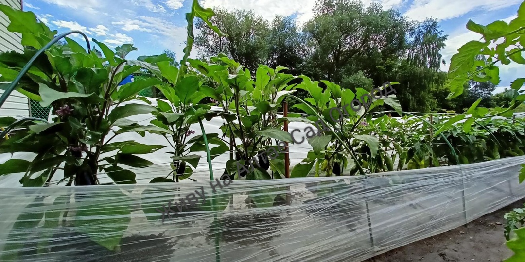 Урожайные сорта Баклажанов на грядке-термосе