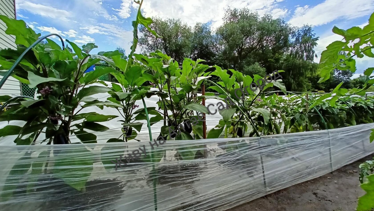 Баклажаны и перцы на грядке-термосе