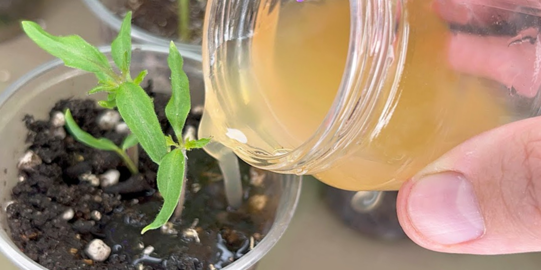 Научу делать самую простую и полезную подкормку для рассады из картошки. Растения крепнут с каждым днём