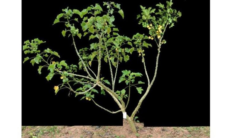    Фото: Tang Mingyong