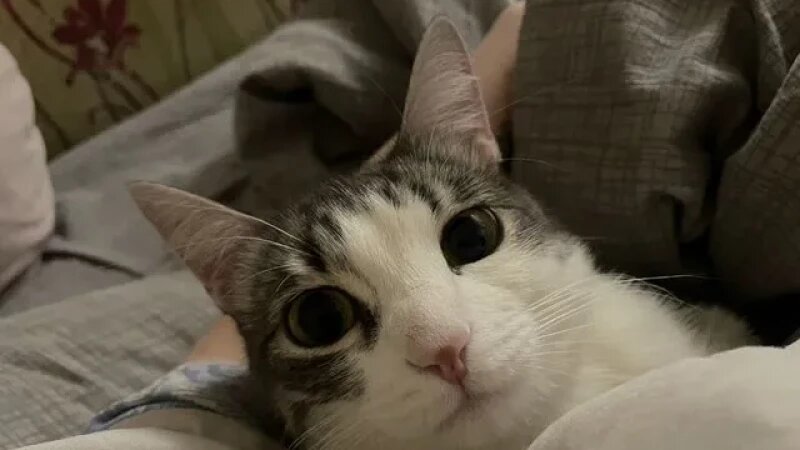     Кошка Раста Авито