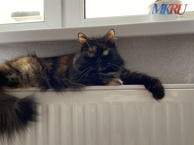     Фото: "МК в Калуге"