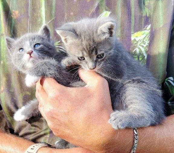 Котята Шаи Маркизовны