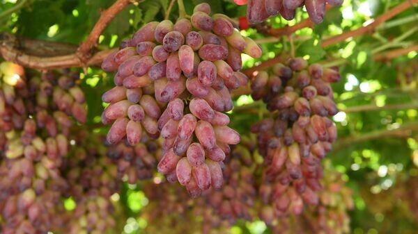    © Foto / Пресс-служба президента Таджикистана