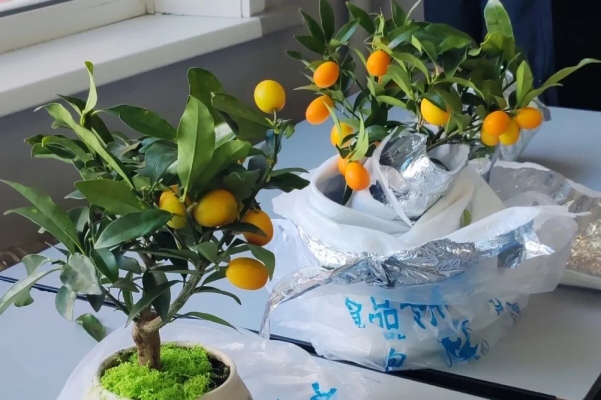    В Иркутск не пустили два декоративных растения из Китая