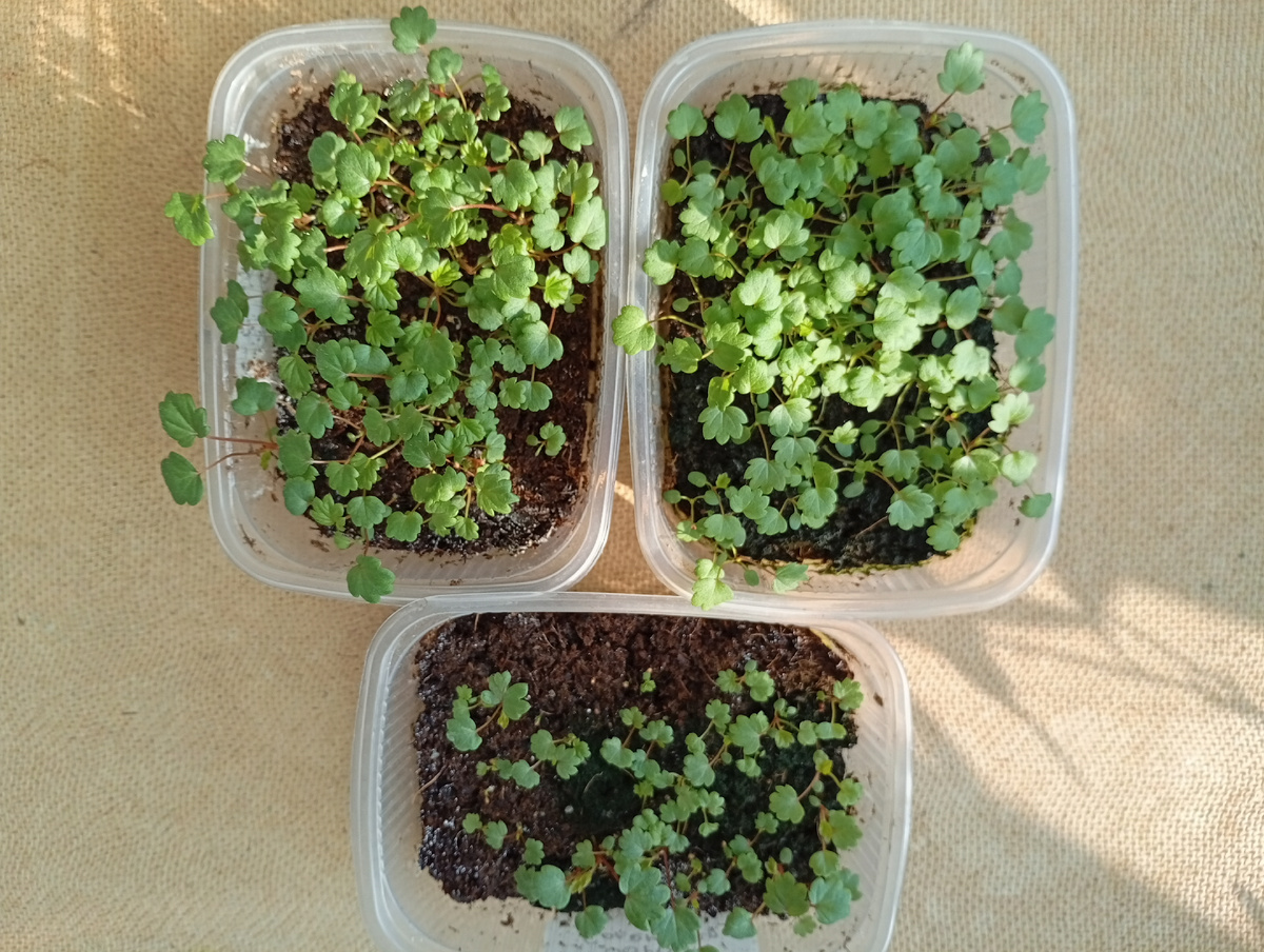 Вот такие у нас успехи, эти сорта ждут пикировки.