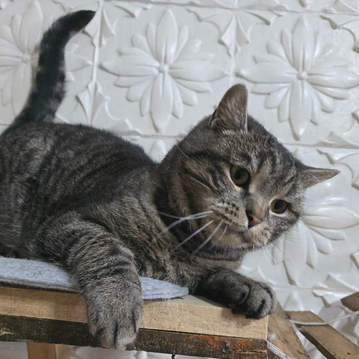 грустный взгляд полосатого кота на лежанке