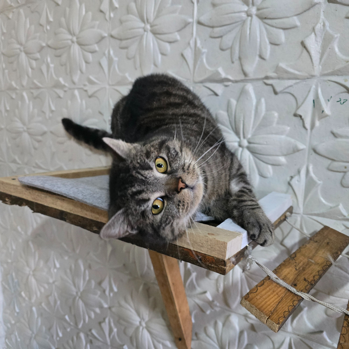 кот свесил голову и смотрит 