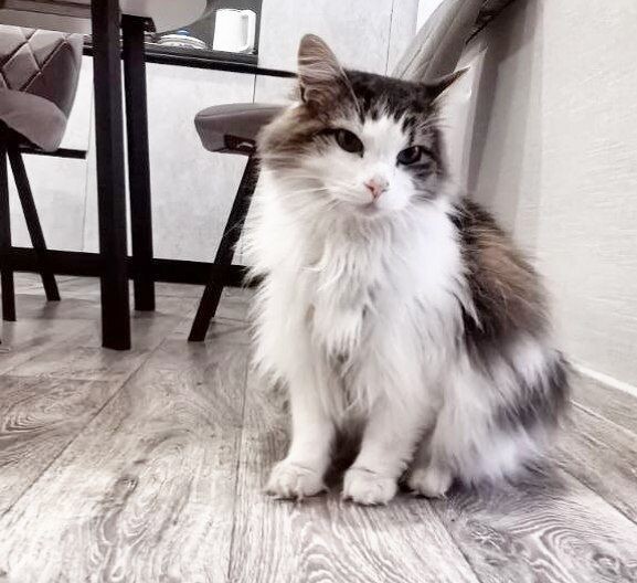 Он остаётся один, под открытым небом, без крыши, без надежды...