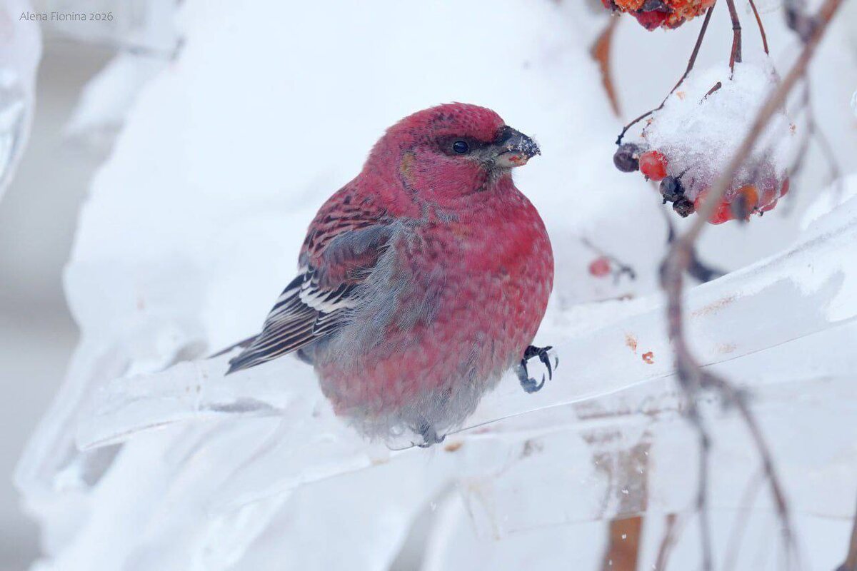    Фото: Алёна Фионина, t.me/idulesom_birds