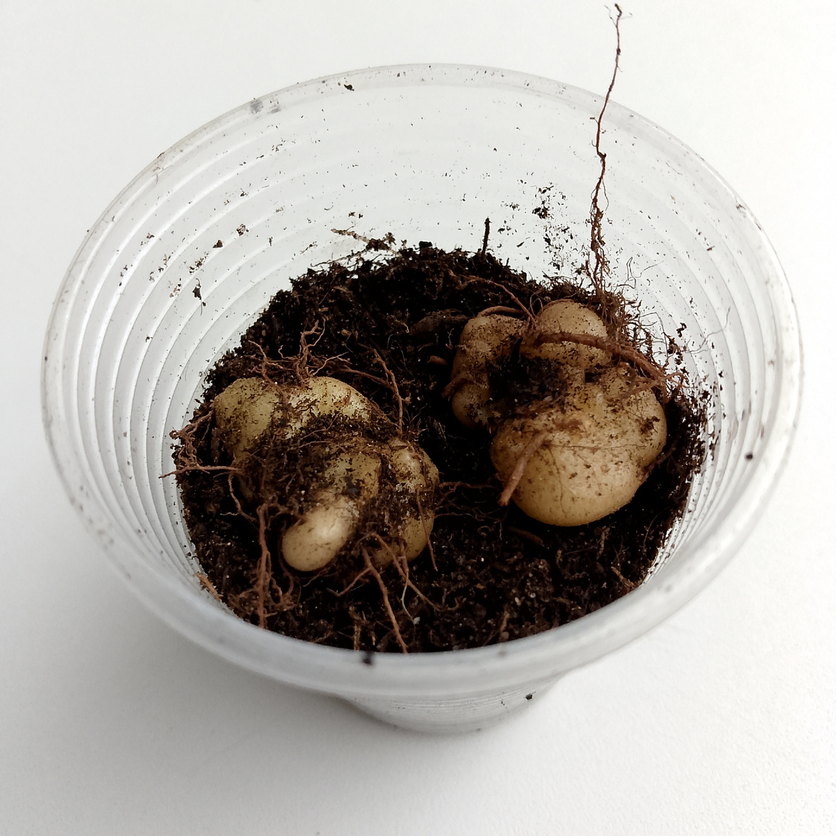 Отдыхают клубни и трогать их не стоит, пока март не наступит