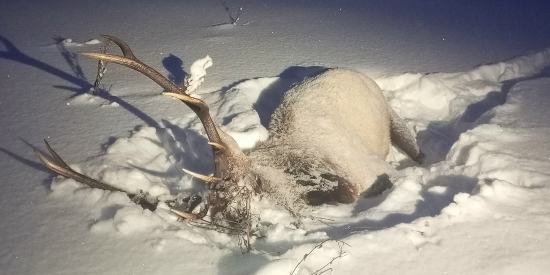 Браконьер убил благородного оленя в Усть-Илимском районе