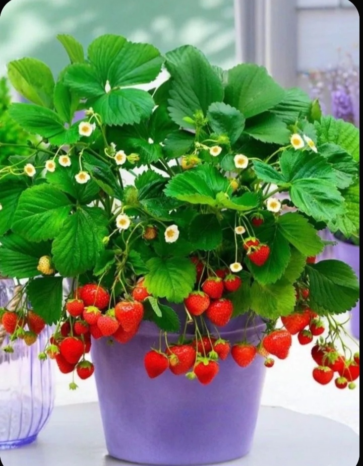 Садовая клубника,или земляника- травянистое растение,которое радует своими ароматными ягодами. Выращивание клубники через рассаду проверенный способ для получения обильного урожая. 