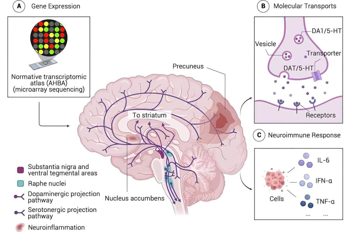    У подростков, которые во взрослом возрасте стали склонны к прокрастинации, иначе работал центр мотивации и удовольствия / © Yuanyuan Hu et al., Molecular Psychiatry