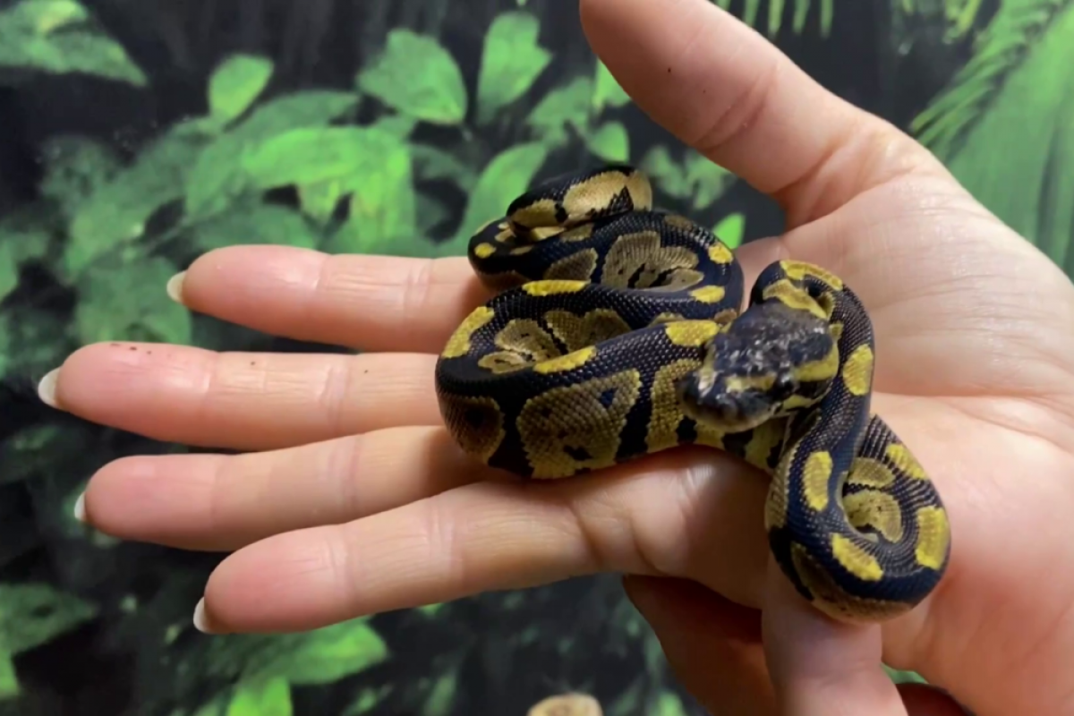 Размер имеет значение: познакомьтесь с хищниками, которые не боятся щекотки.