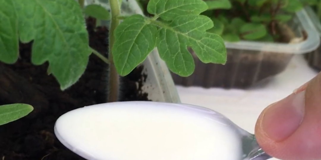 2 ложки молока, и вся рассада скажет «спасибо»! Делаю питательную подкормку, пока другие тратят деньги на удобрения