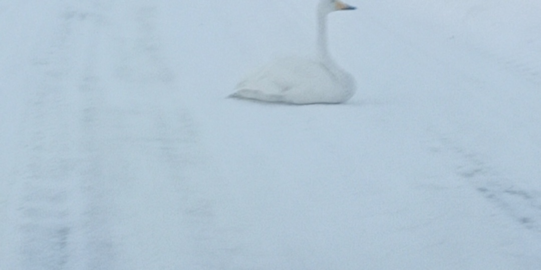 Одинокий ленивый лебедь из Судиславля переехал в Островское