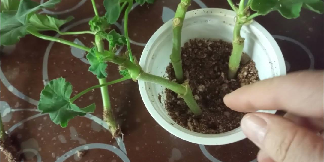 Хватит портить черенки герани: мой верный метод работает на 100%. Укореняется каждый черенок