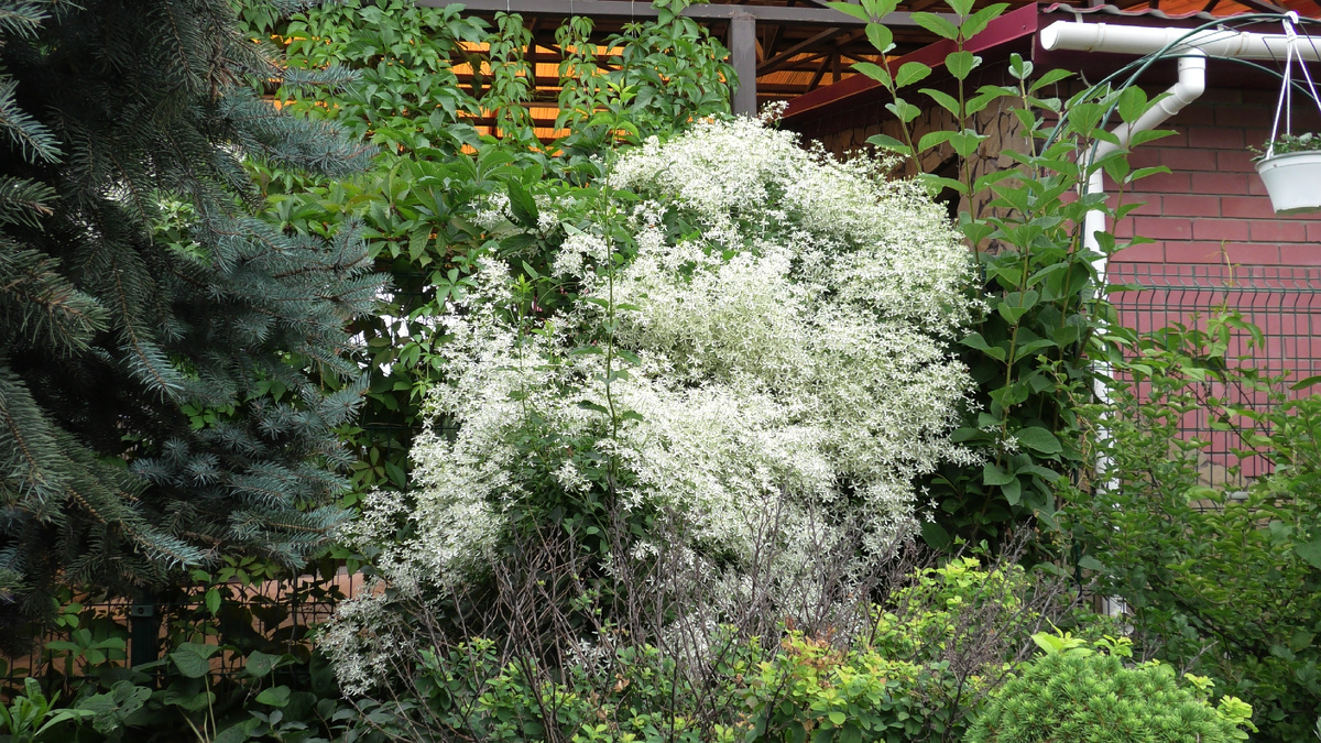 Клематис маньчжурский