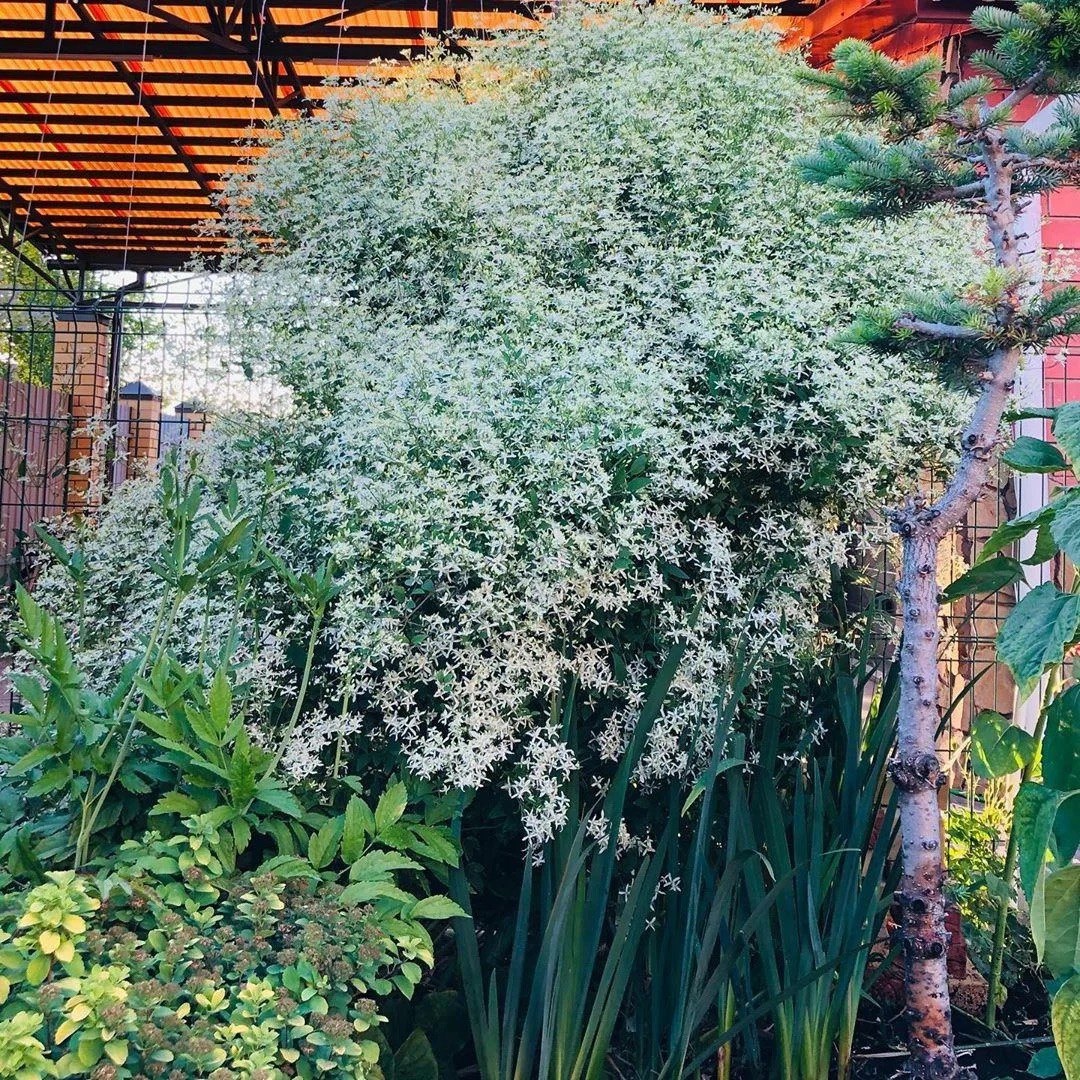 Клематис Маньчжурский