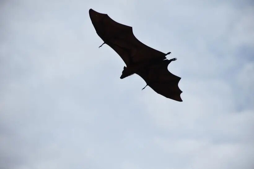  Естественным резервуаром вируса Нипах служат плодоядные летучие мыши (крыланы) семейства Pteropodidae, особенно рода Pteropus   © РИА Новости. Наталья Селиверстова