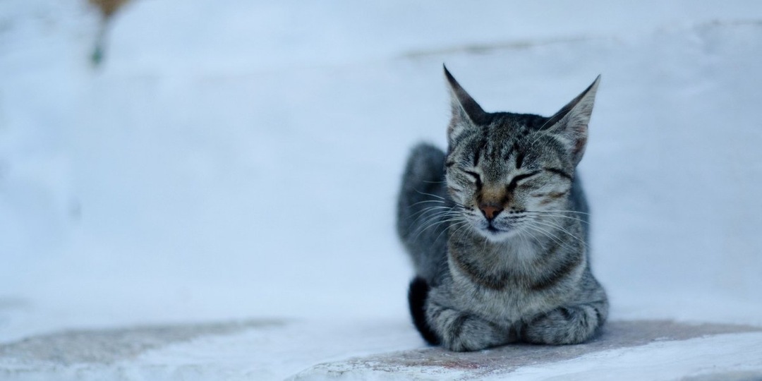 Служба 112 в действии: спасение примерзшего к трубе кота в Воронеже