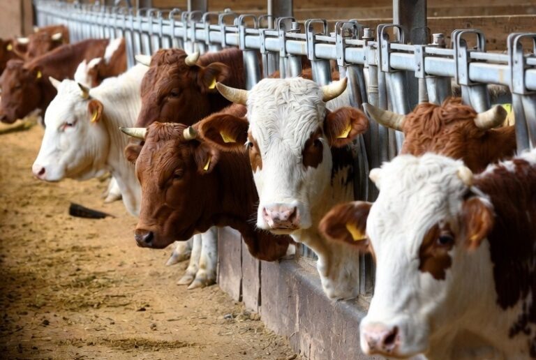    В Оренбуржье запустили проект по геномной селекции коров Оренбуржье
