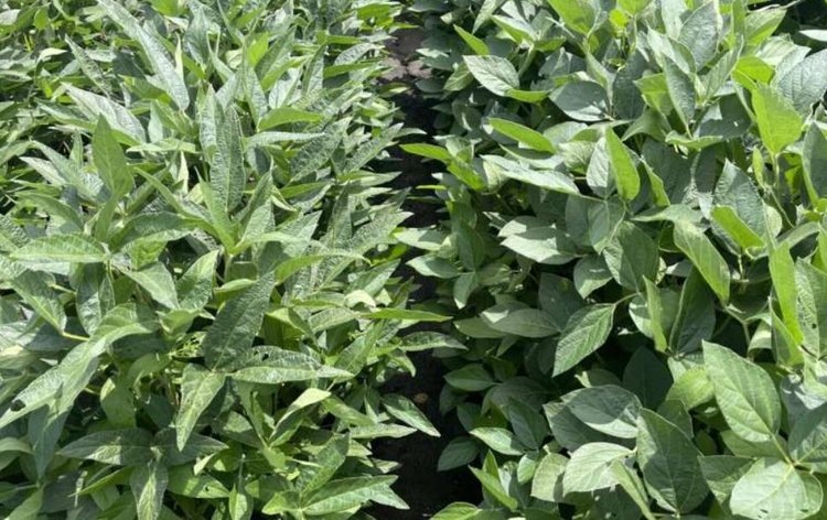    Фото: Bishal Tamang