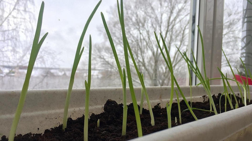 Как сажать лук на рассаду: выбор семян, секреты посева и ухода