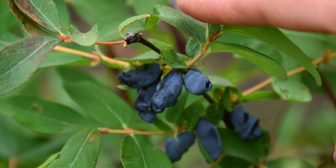 "Обязательная подкормка Жимолости после схода снега": подсыпьте под каждый куст и жимолость отблагодарит обильным урожаем