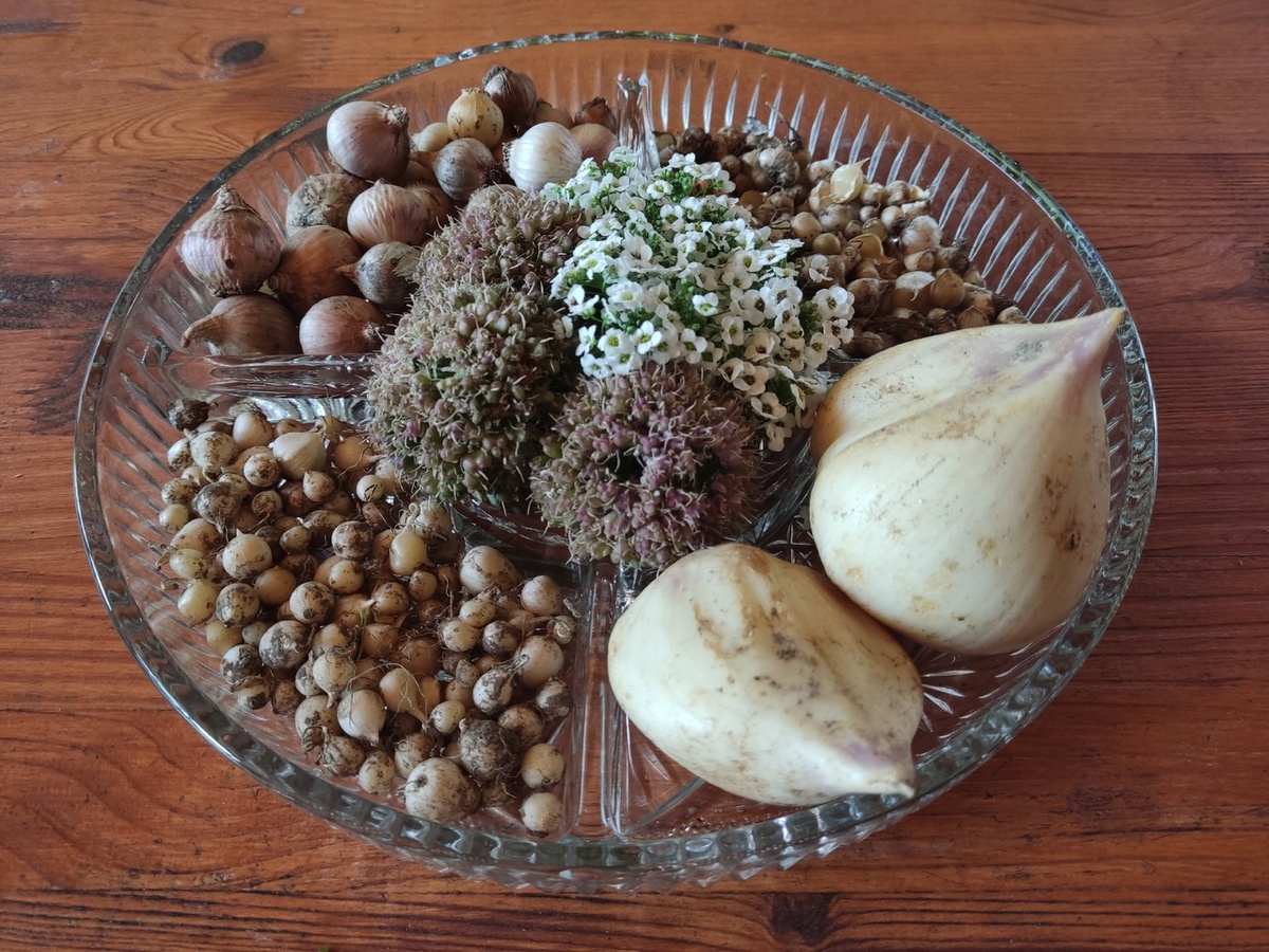 Четыре сорта декоративного лука