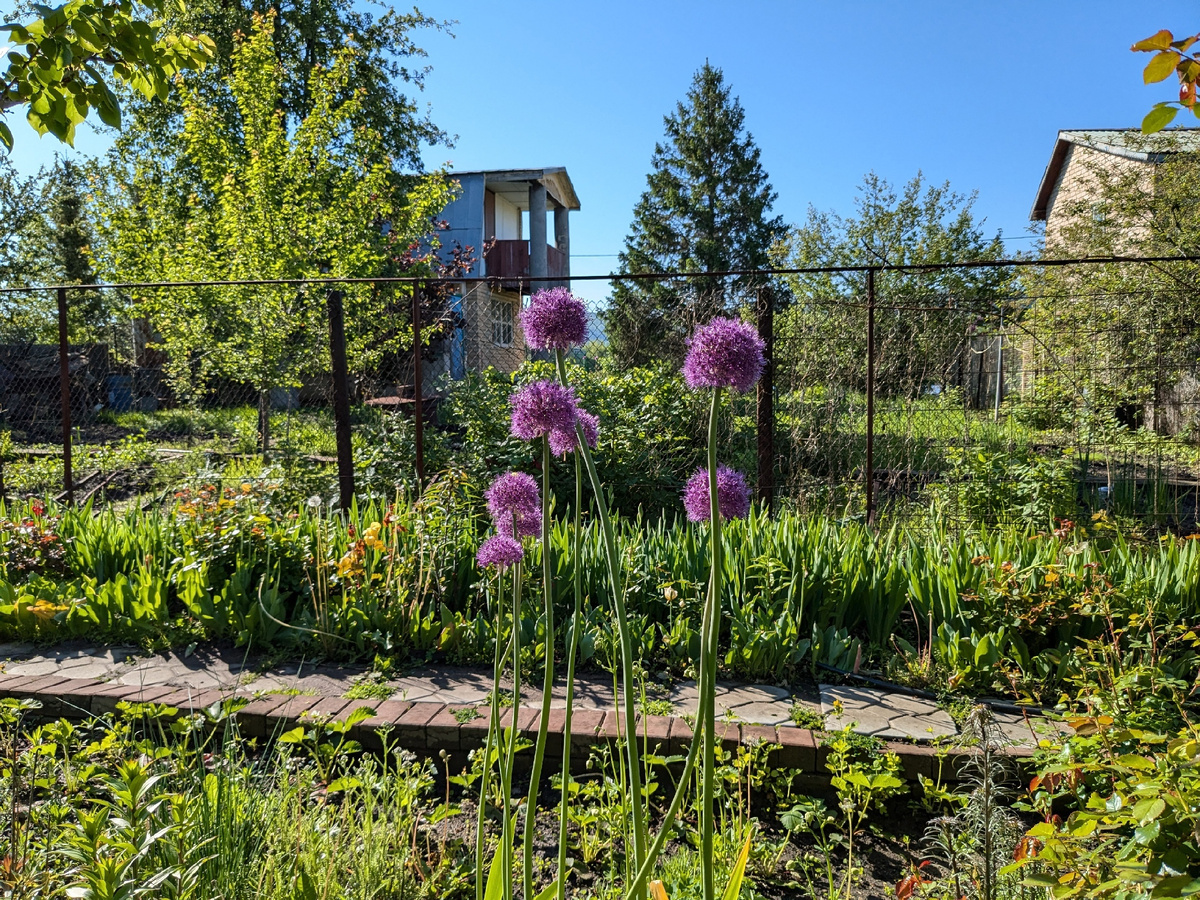 Лук Суворова