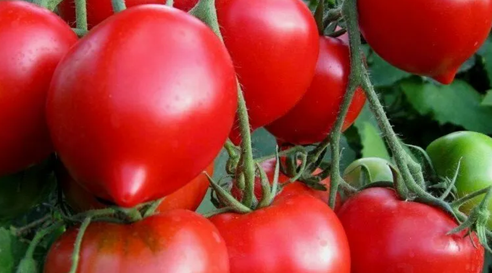 Когда не терпится посеять. Вот 4 урожайных и проверенных томата