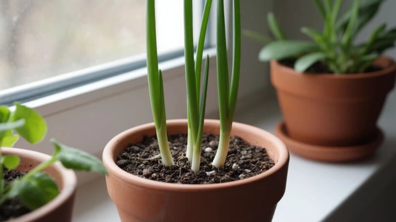     Рассада. Лук. Зелень. Тимьян. Руккола. Микрозелень Нейросети