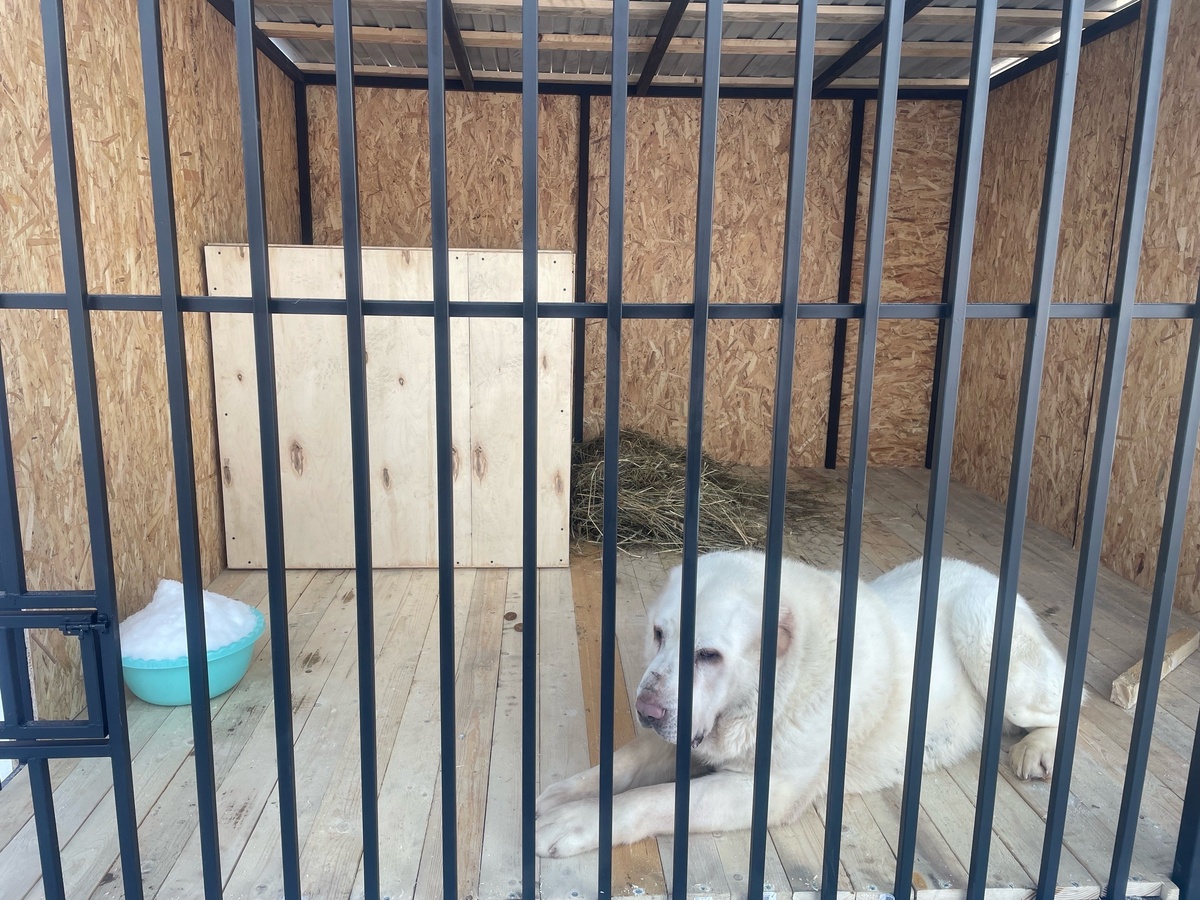    Волонтеры спасли еще одного алабая с фермы в Заозерье© Заозерье Карелия