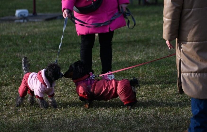    Правительство РФ одобрило конфискацию питомцев у жестоких владельцев: детали законопроекта