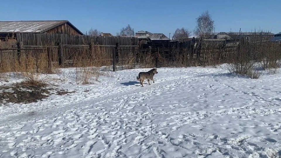 Отправила агрессивных псов на самовыгул: хозяйка восьми собак, которые покусали в Хакасии девочку, получила 30 тысяч рублей штрафа