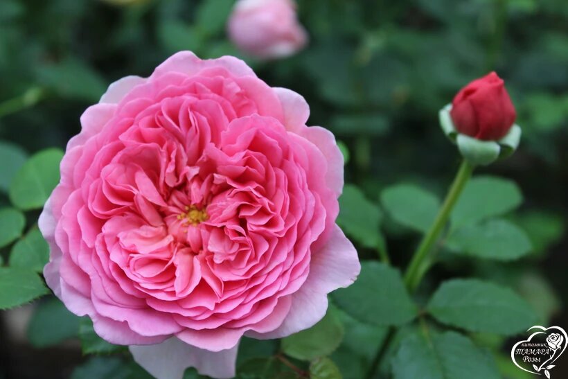 PRINCESS ALEXANDRA OF KENT (Принцесс Александра оф Кент. фото питомника Тамара розы.