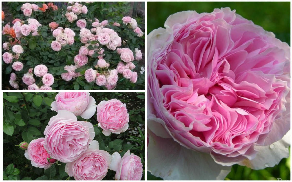 Gartentraume (Гартентраум). Фото сайта Энциклопедия роз