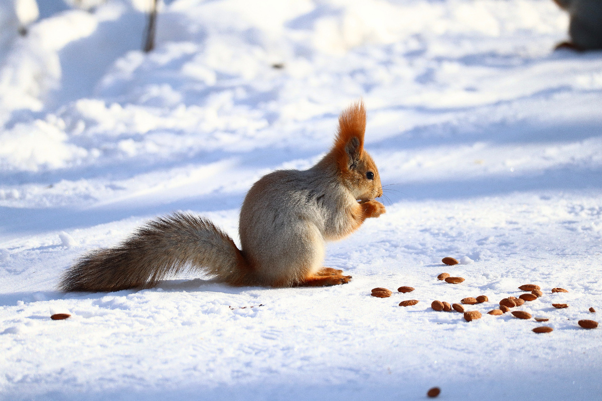 Белка в парке Юбилейный г. Барнаул. Фото автора