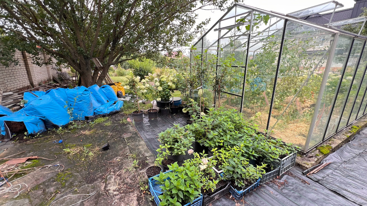 Тоф заказываю машинами для питомника и желтыми пачками беру насыщенный и раскисленый для огорода.